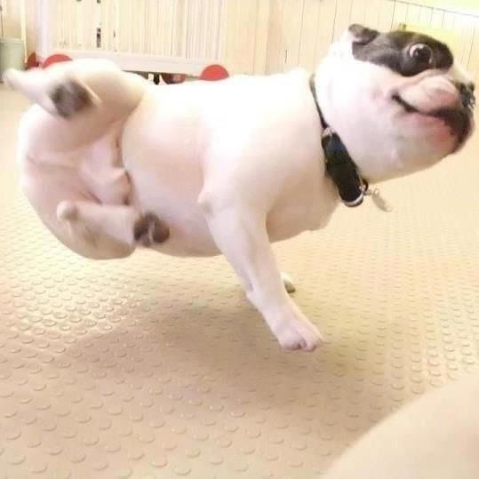 french bulldog dance