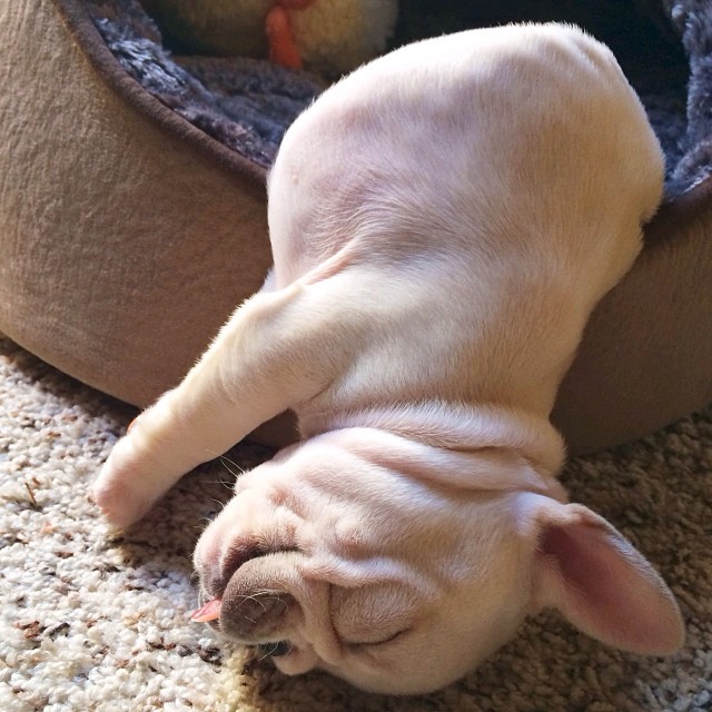 french bulldog puppy sleeping