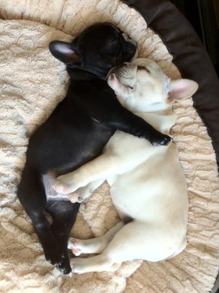 french bulldog puppies sleep