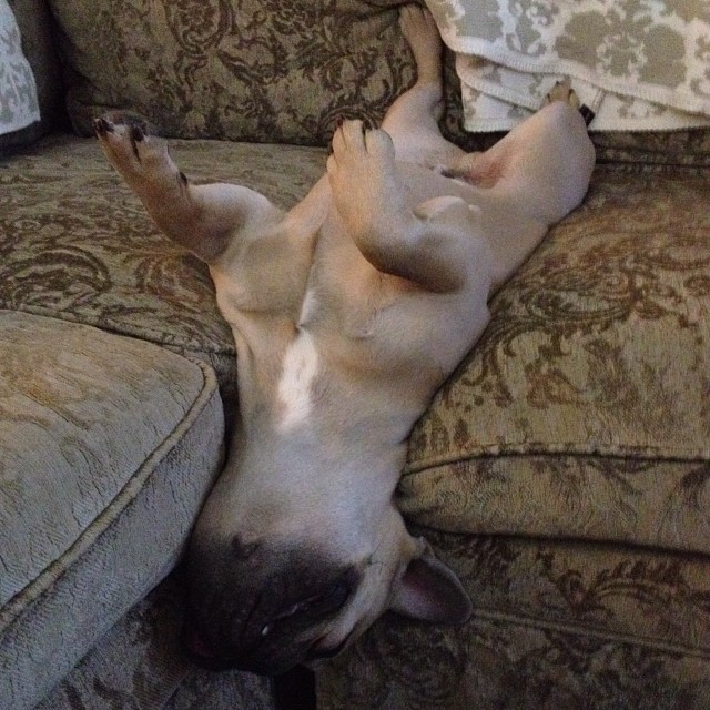 french bulldog sleep sofa