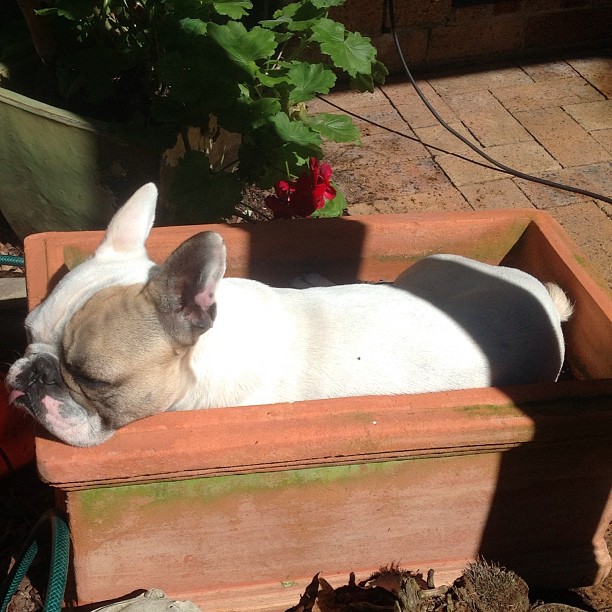 french bulldog sleeping box