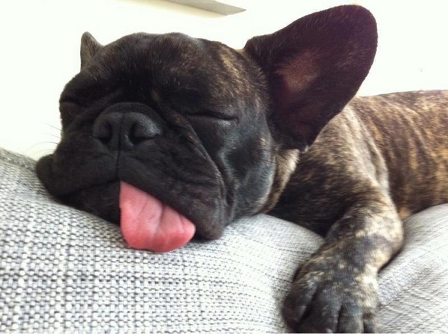 sleeping-french-bulldog-tongue