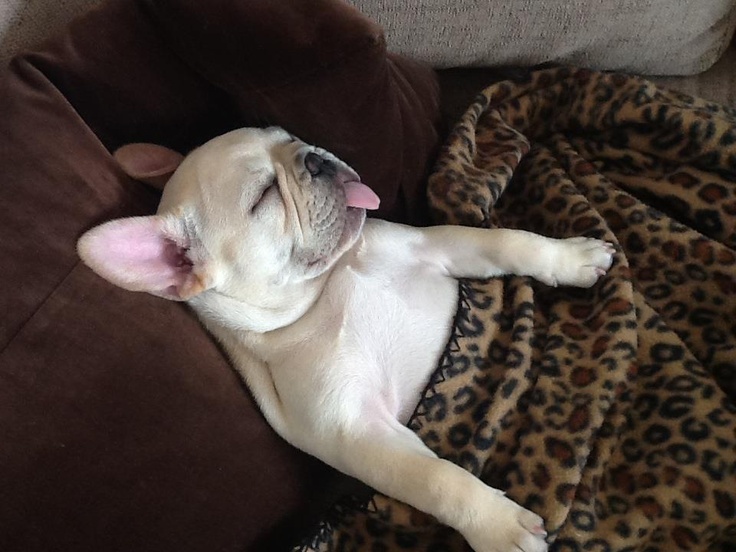 cute french bulldog sleeping