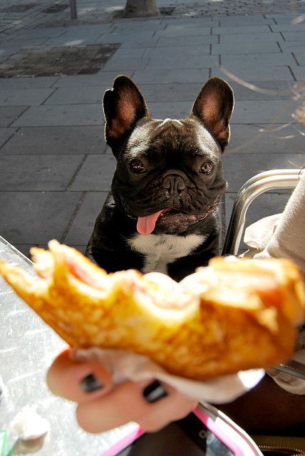funny french bulldog begging