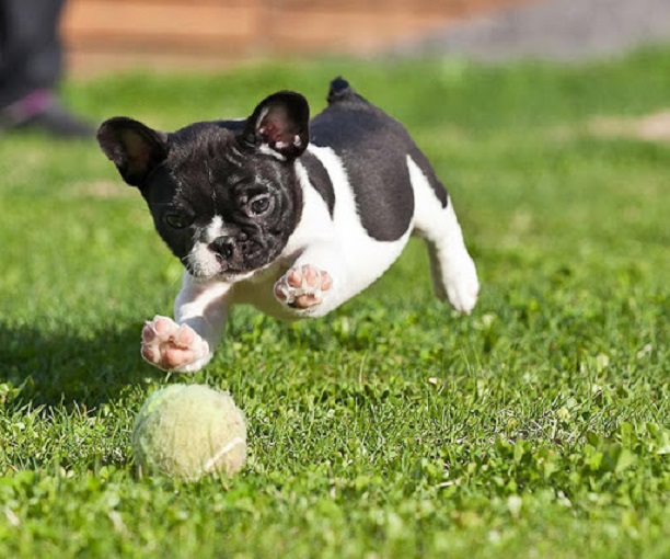 playful french bulldog ball