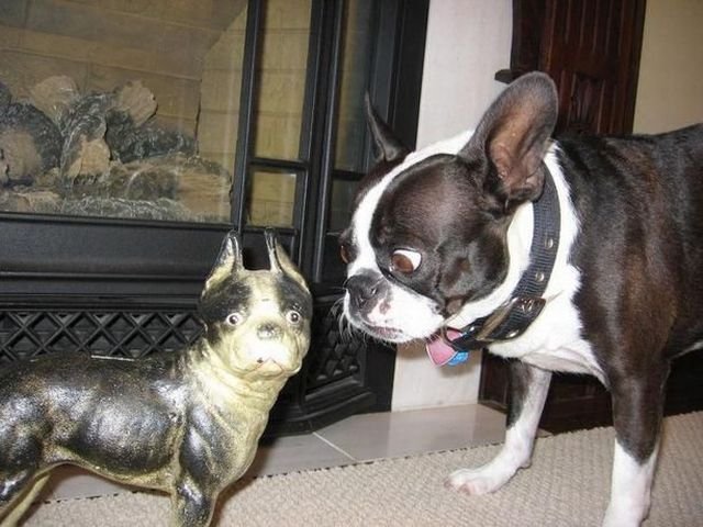funny french bulldog dogs pics