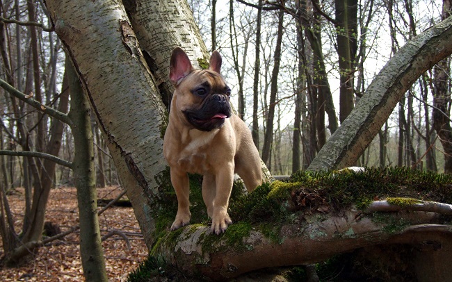 french bulldog climbing tree
