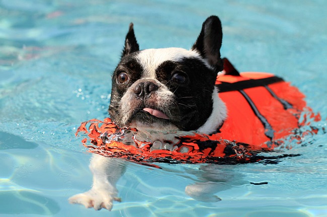 swimming french bulldog pics