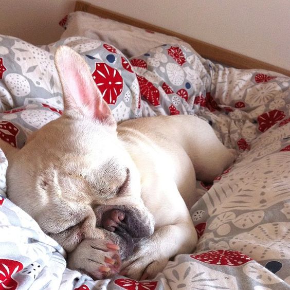 french bulldog in bed