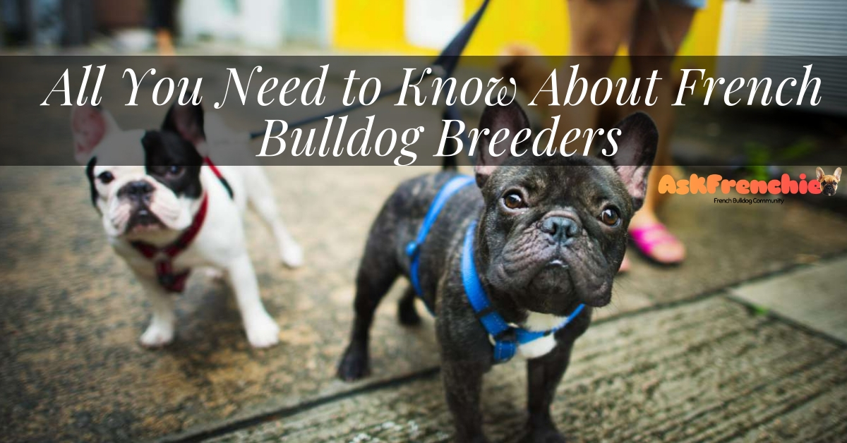 best-french-bulldog-breeders