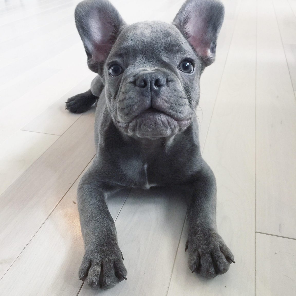 Blue Fawn French Bulldog Puppies - AskFrenchie.com