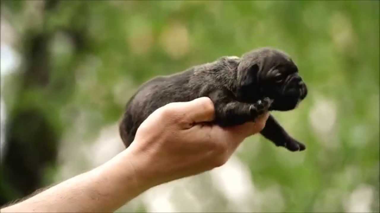 chocolate bulldog puppy