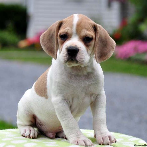 Beagle French Bulldog Mix Adorable Frengie —