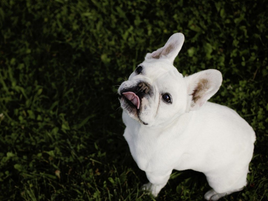 all white french bulldogs might get dirty