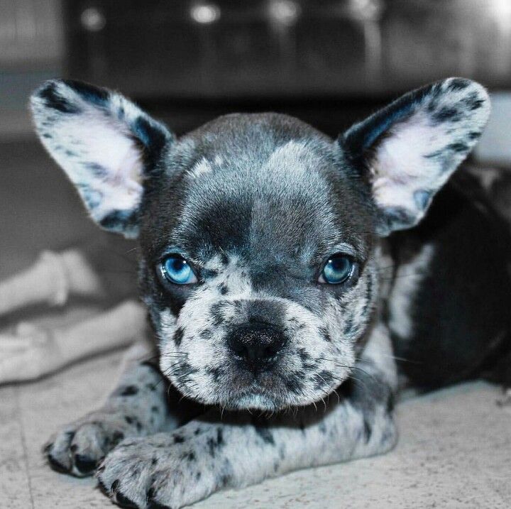 Blued Eyed French Bulldogs What is Different