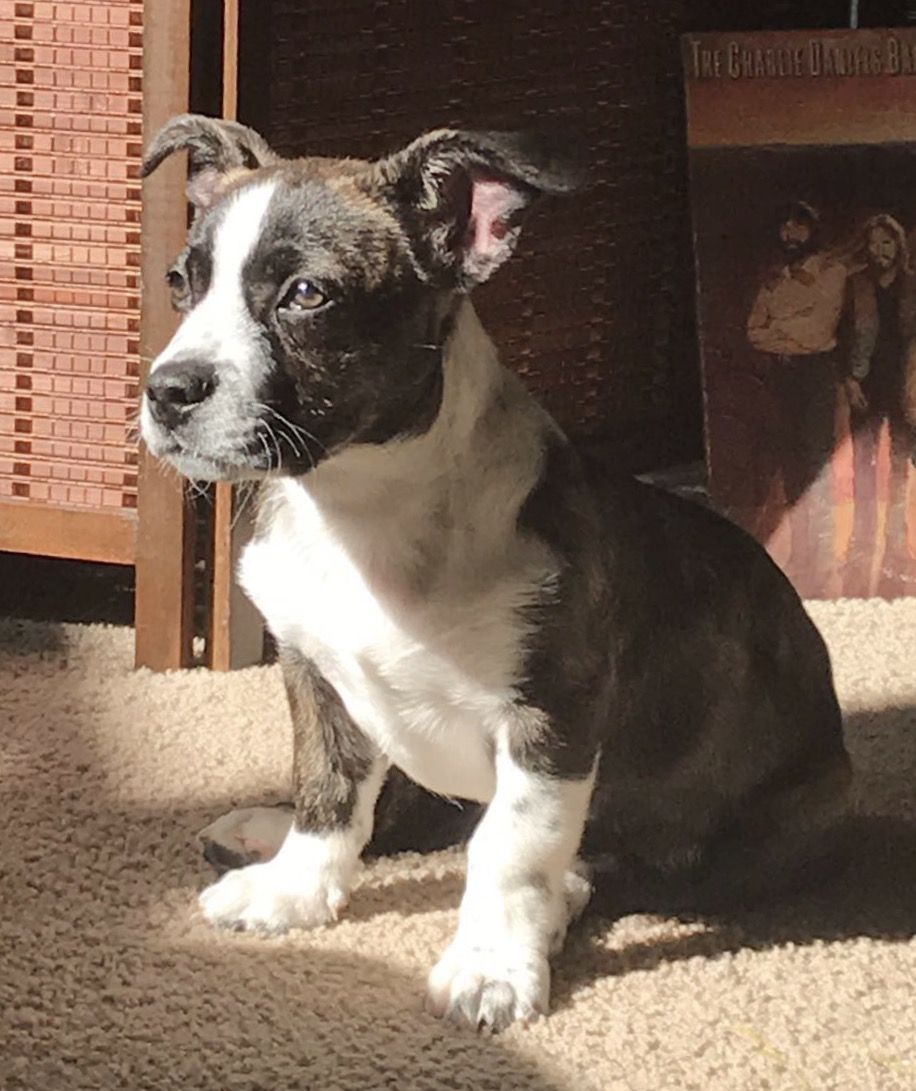 88+ French Bulldog Boston Terrier Mix Puppies For Sale Ontario