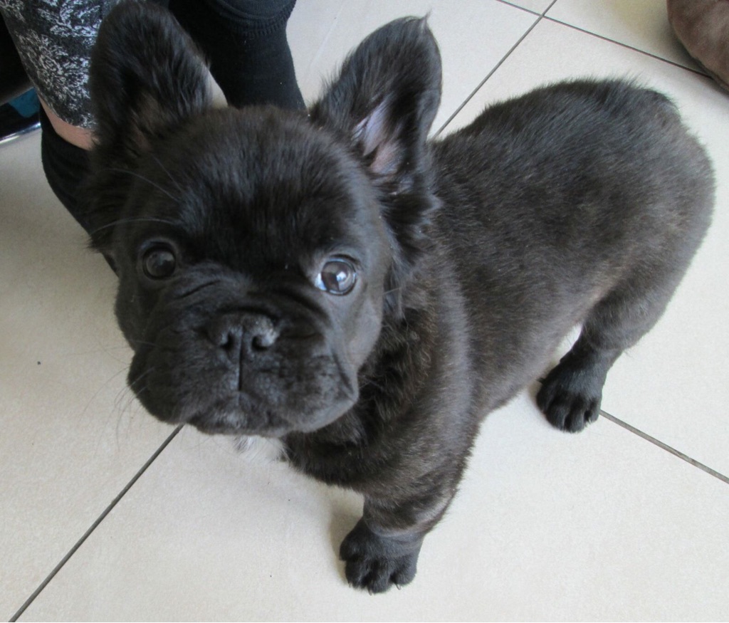 LongHaired French Bulldog Puppies —
