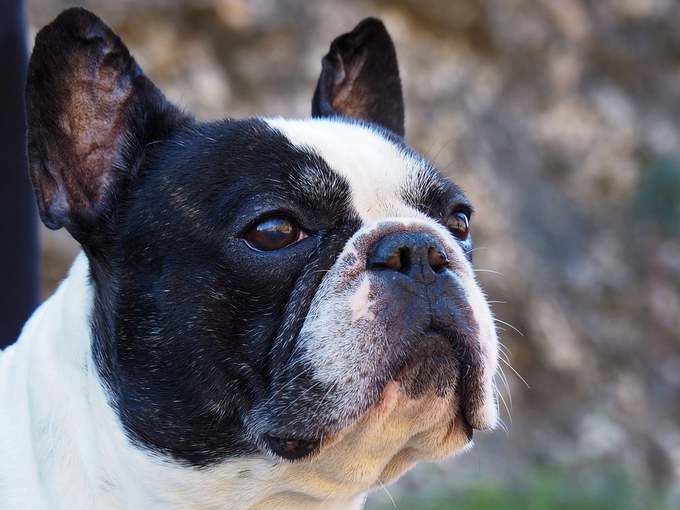 french bulldog ears