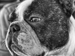 French Bulldog Eye Problems-Why They Occur? – AskFrenchie.com