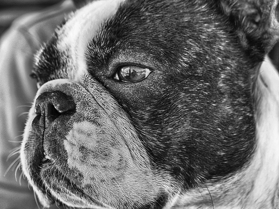 French Bulldog Health Issues How to stop them