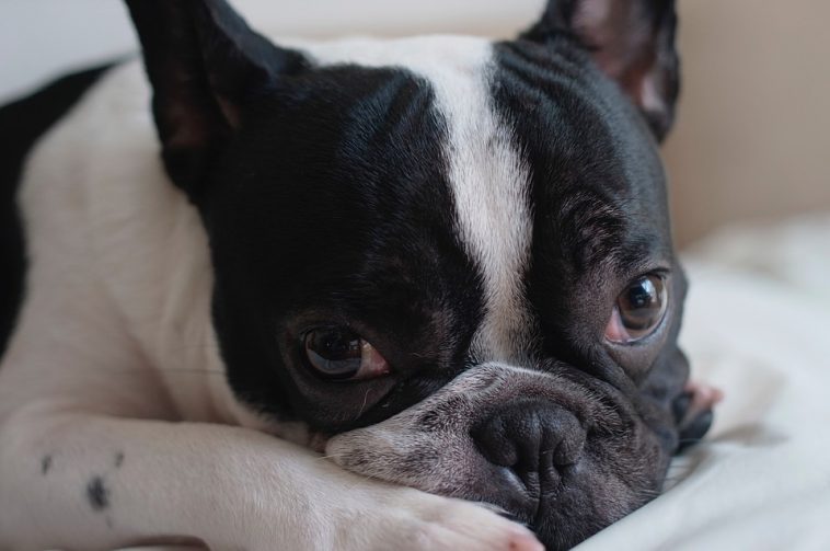 French bulldog aggressionWhat do you need to know?