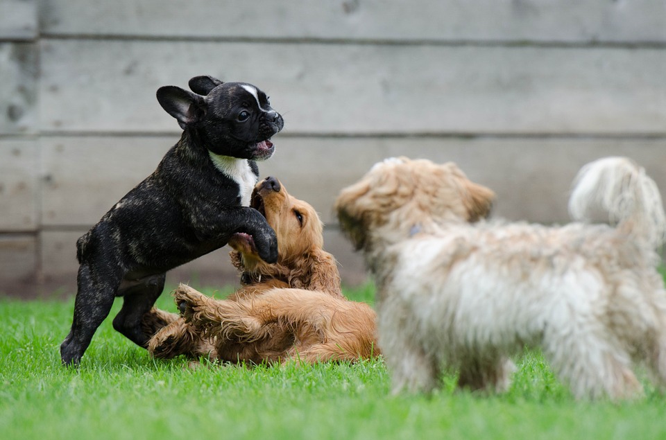 french bulldog aggression- playing