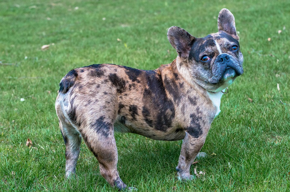 french bulldog health issues- adult frenchie