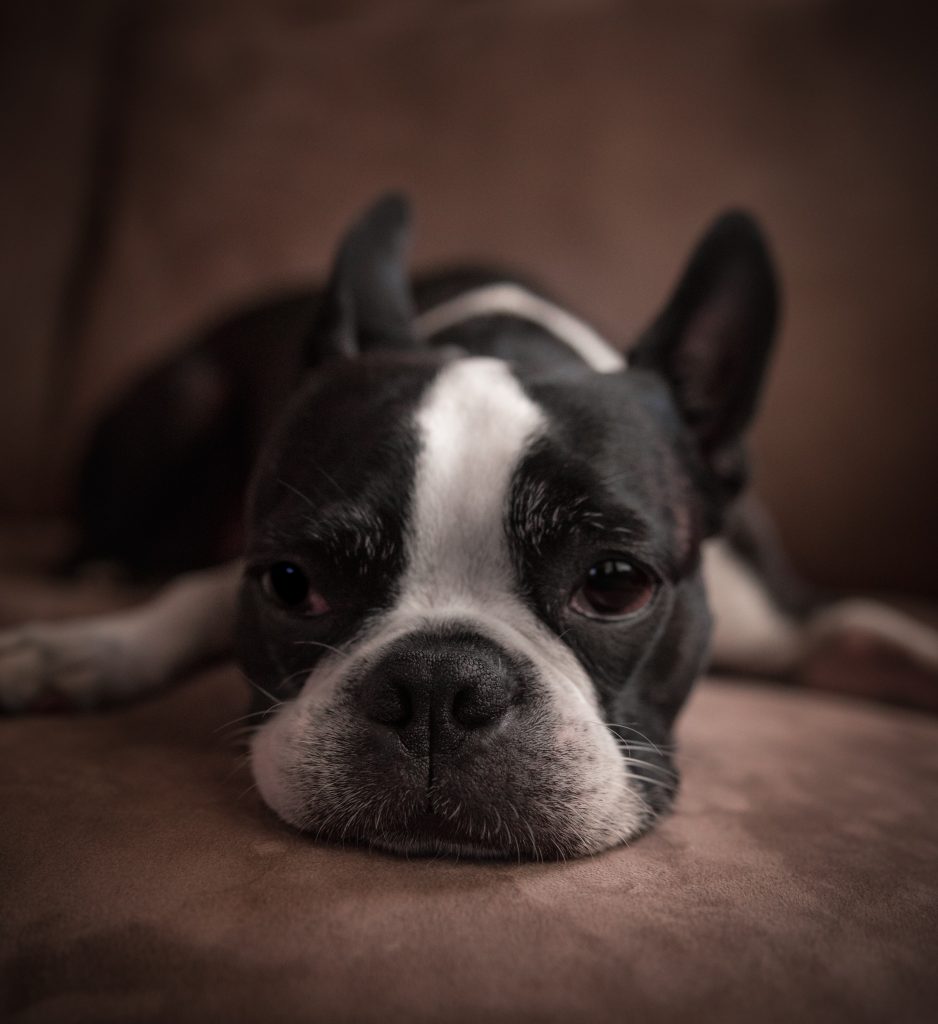 French bulldog hair loss what are the main causes