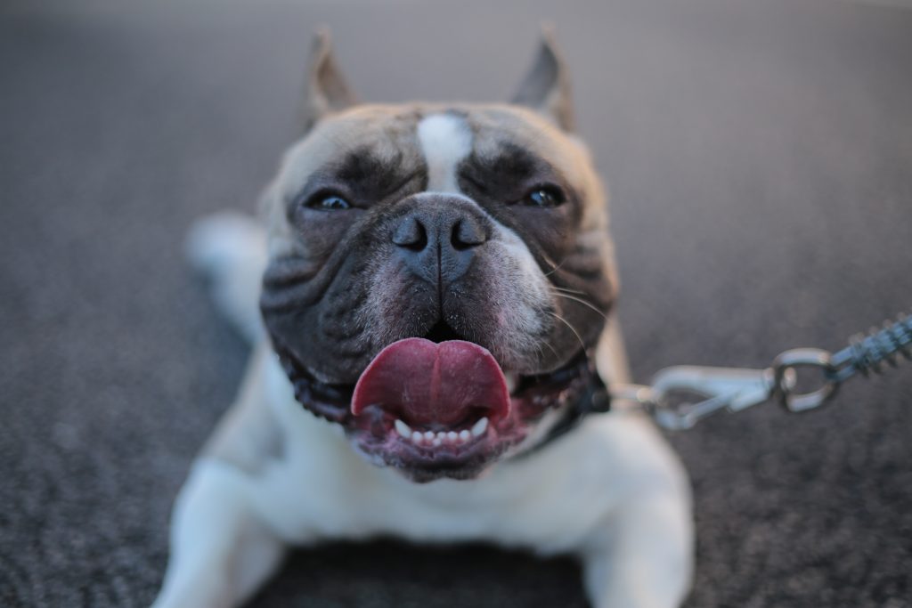 french bulldog skin problems smiling dog