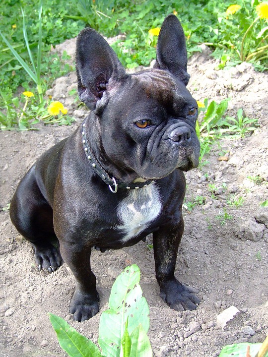 are french bulldogs easy to train