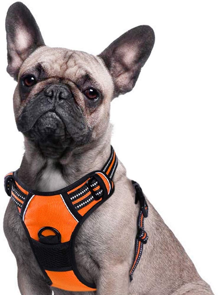 French Bulldog Harness or Collarwhich one is better