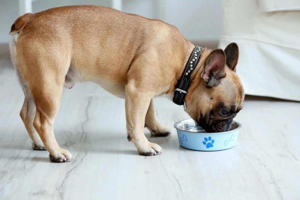 diet for a french bulldog