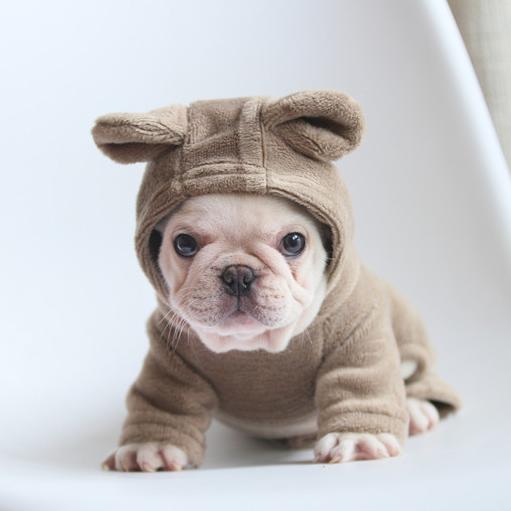 french bulldog hoodies
