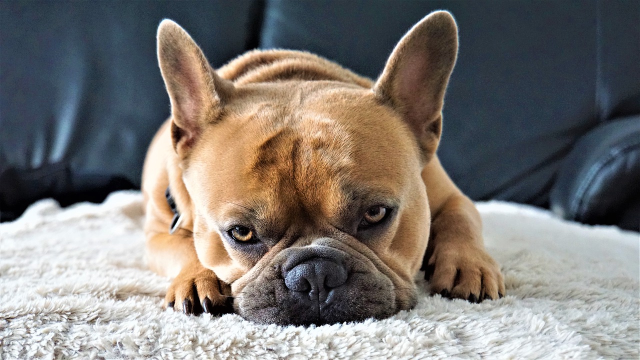 How To Deal With French Bulldog Separation Anxiety?