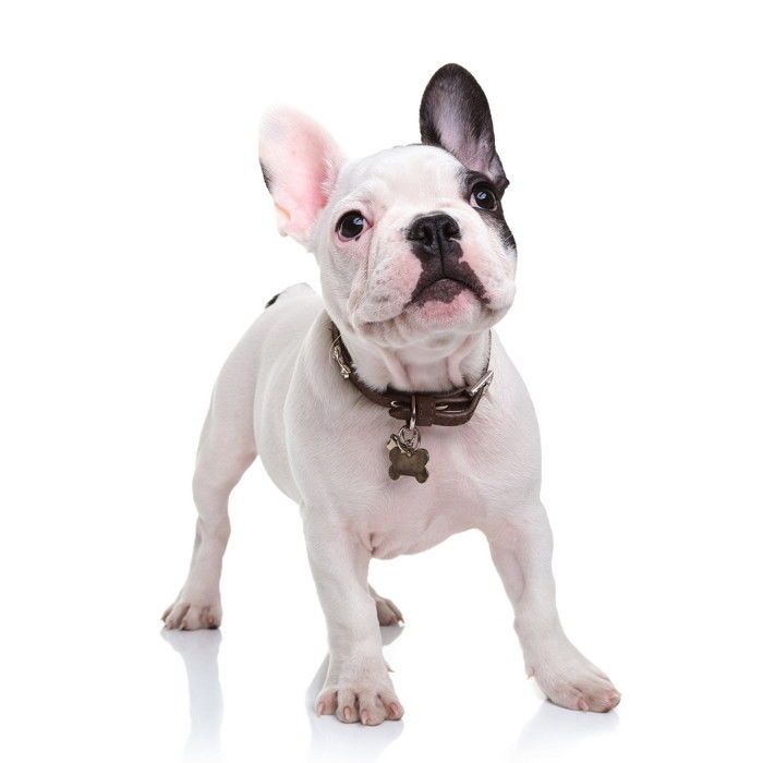 how much should I pay for a french bulldog