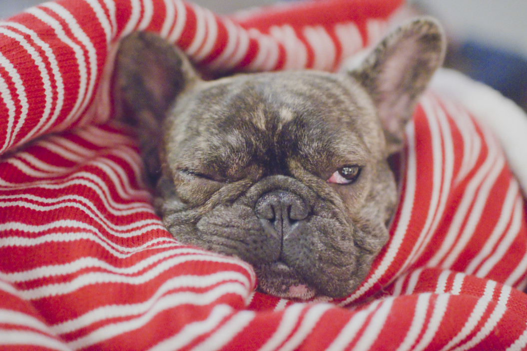 French Bulldog Allergies How To Know If Your Dog Suffers