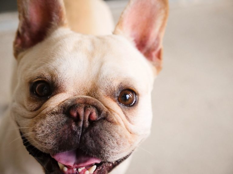What Are The Best Chew Toys For French Bulldog Puppies