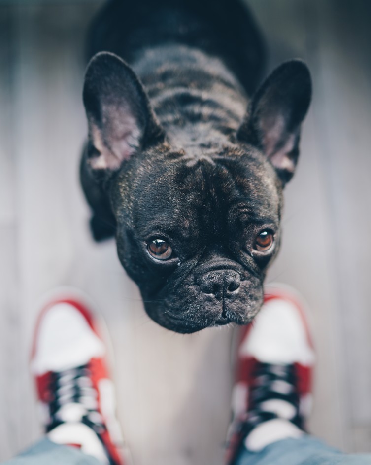How To Solve French Bulldog Smelly Ears? —
