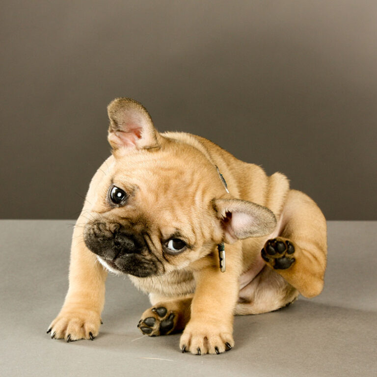 Atopic Dermatitis In French Bulldogs Revealed