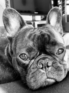 Why Is My French Bulldog Breathing Heavily? - AskFrenchie.com