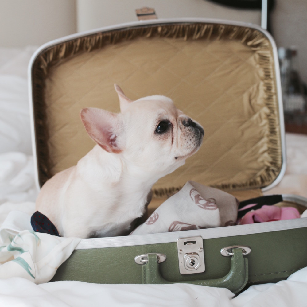 travel with a french bulldog