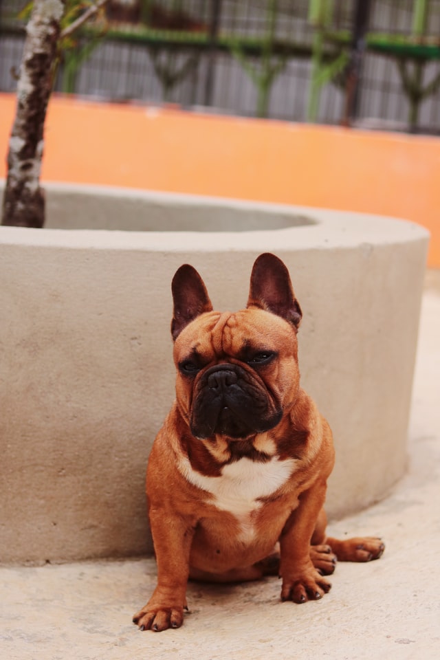 Why Do French Bulldogs Sit Weird? Revealed! — AskFrenchie.com