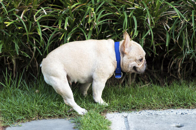 why does my french bulldog eat poop