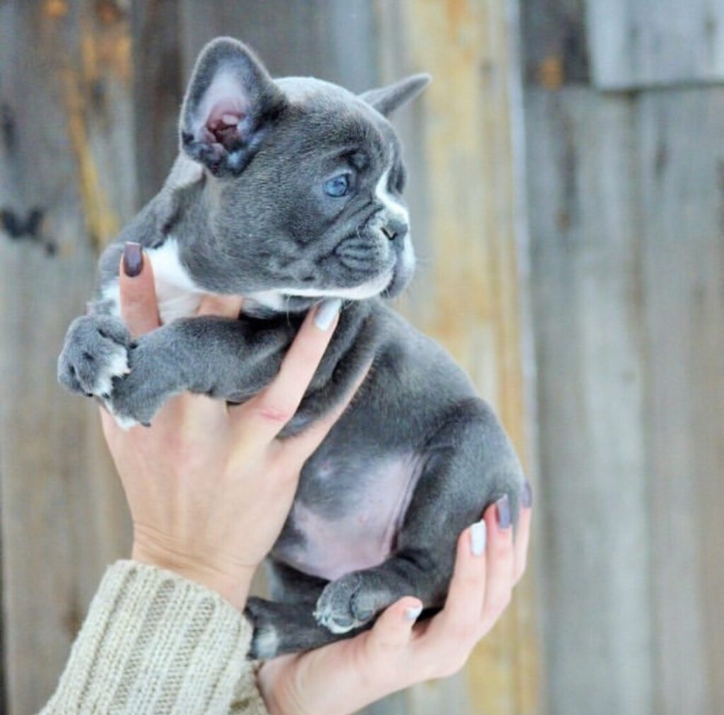 how much should I pay for a french bulldog