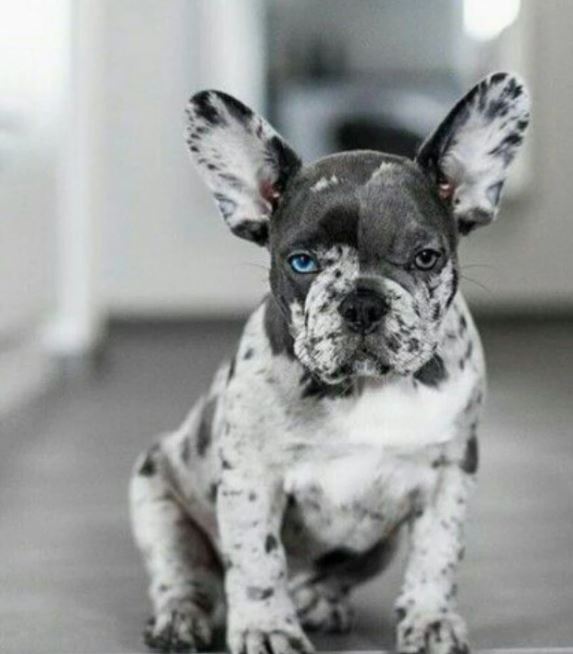 Everything You Need To Know About Merle French Bulldog