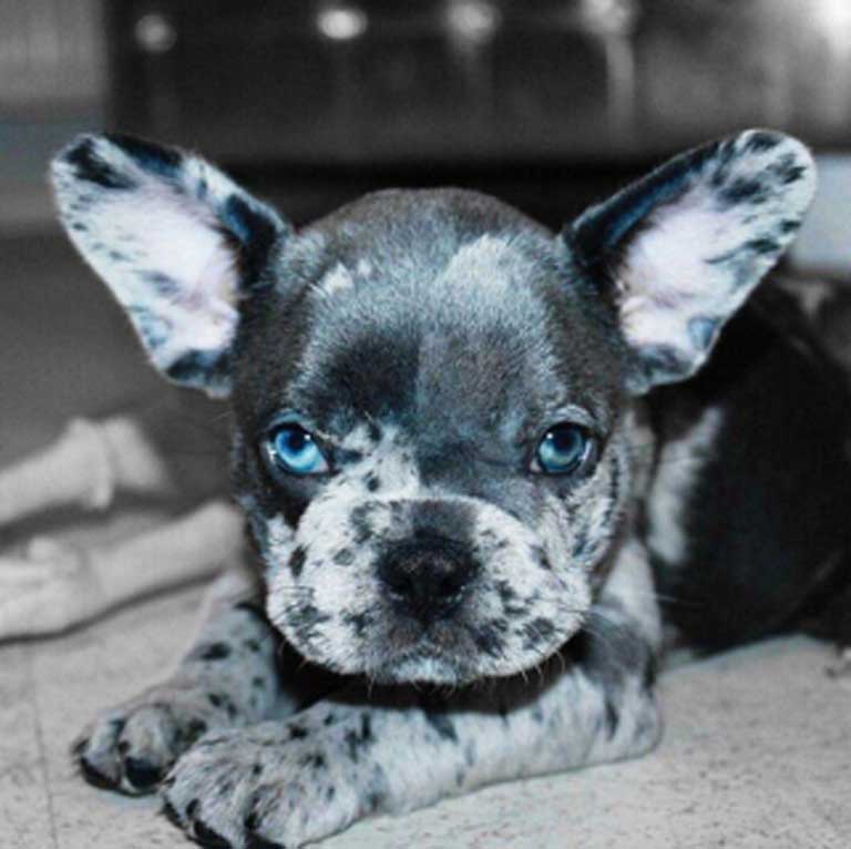 Everything You Need To Know About Merle French Bulldog