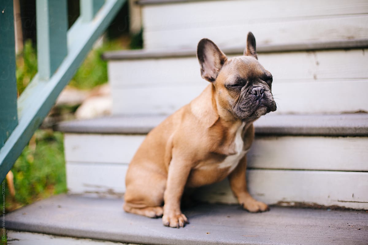 Are Stairs Bad For French Bulldogs? — AskFrenchie.com