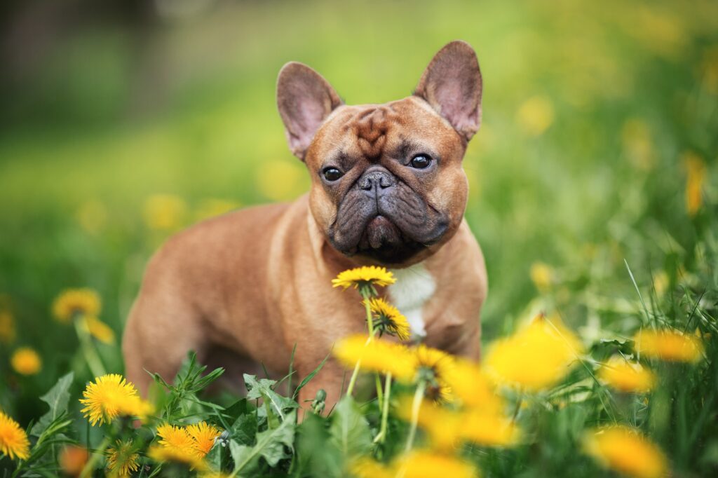 french bulldog seasonal allergies