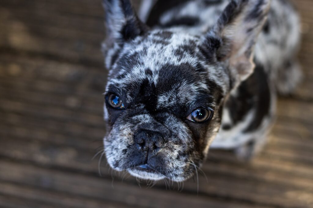 french bulldog yeast infection
