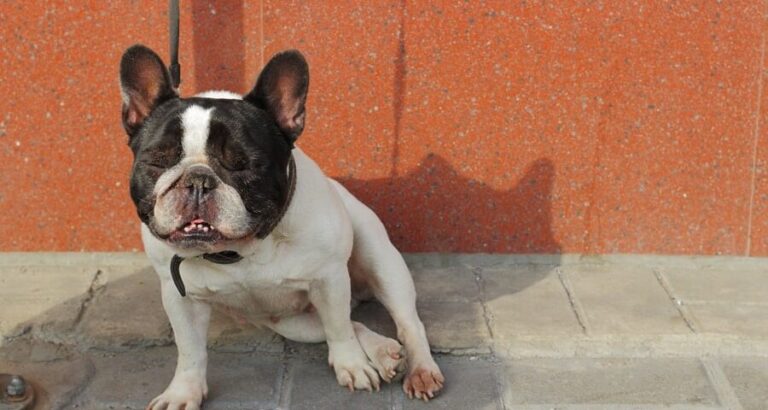 How Do I Know If My French Bulldog Has a Kennel Cough? Ask